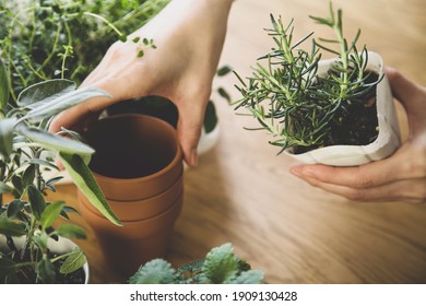 

Indoor Gardening. Female Hands Replant Herbs.