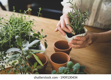 

Indoor gardening. Female hands replant herbs. - Powered by Shutterstock