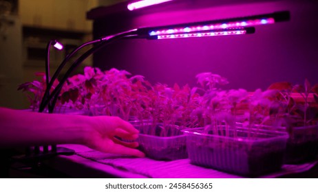 Indoor Gardening: Hand Tending to Seedlings Under LED Grow Lights. Growing seedlings under phytolamps for better photosynthesis. - Powered by Shutterstock