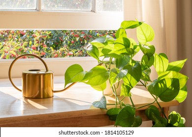 Indoor Golden Pothos Houseplant Next To A Watering Can In A Beautifully Designed Home Interior.