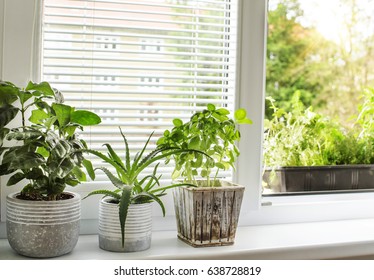 Indoor Green Plants  Window Garden 