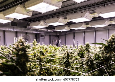 Indoor Growing Marijuana