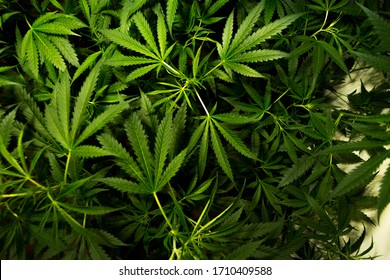 indoor growing medical marijuana
Just before they finish growing, this is the state of the plants to start flowering.
leafy, green leaves and healthy plants