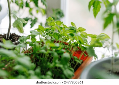 Indoor Herb Garden with Basil and Tomato Plants. Fresh and vibrant greenery is illuminated by natural light, creating healthy environment for indoor gardening. - Powered by Shutterstock