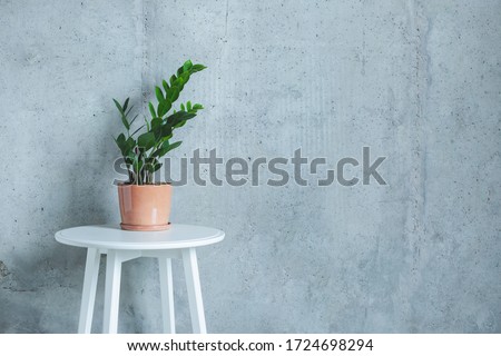 Indoor home Plant. Zanzibar Gem, ZZ Plant (Zamioculcas Zamifolia). flowering plant in front of grey concrete wall. Copy space