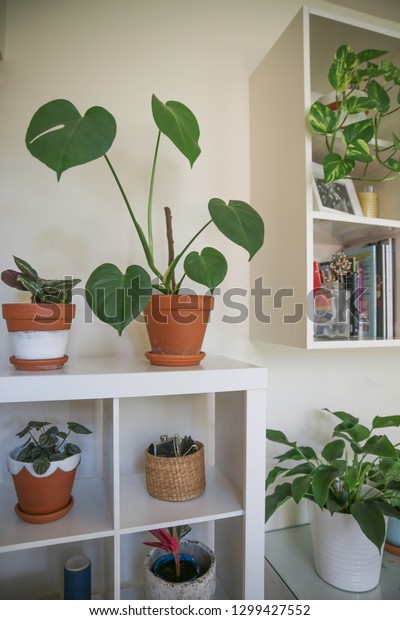 Indoor House Plants Interior Decor Terra Stock Photo Edit