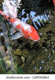 Indoor Koi Pond