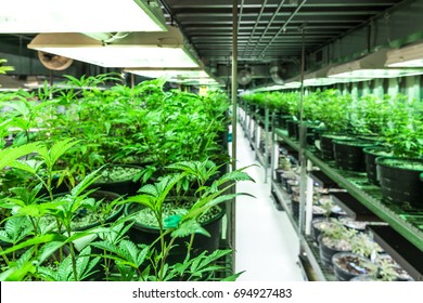 Indoor Marijuana Grow and Dispensary in Denver Colorado,  2017