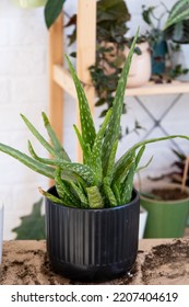 Indoor Medicinal Plant Aloe Vera After Transplanting Into A New Soil And Pot. Hobbies, Growing And Caring For Home Plants