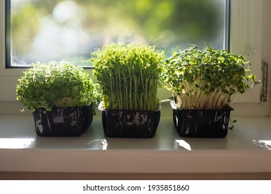 Indoor Microgreens On The Kitchen Windowsill In The Morning