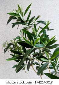 Indoor Olive Tree Branch Leaves Pattern