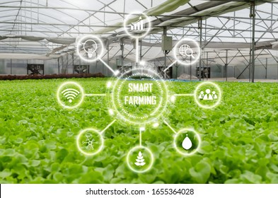 Indoor Organic Hydroponic Fresh Green Lettuce Vegetables Produce In Greenhouse Garden Nursery Farm With Visual Icon, Agriculture Business, Smart Farming, Digital Technology And Healthy Food Concept