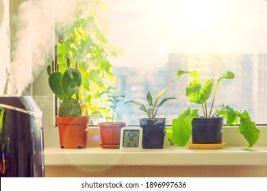 Indoor Ornamental And Deciduous Plants On The Windowsill And Table In The Apartment With A Steam Humidifier And Thermometer To Measure Air Temperature And Humidity.