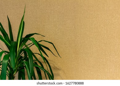 Indoor Pandanus Flower On The Wall Background