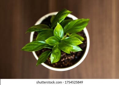 Indoor Peace Lily Plant Top Down View