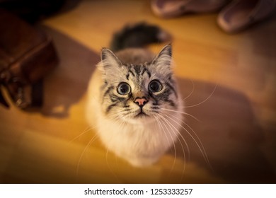 Imagenes Fotos De Stock Y Vectores Sobre Sacred Birman Shutterstock