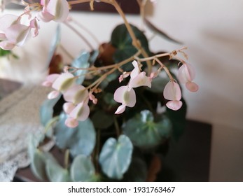 Indoor Pink Begonia Flower Close Up