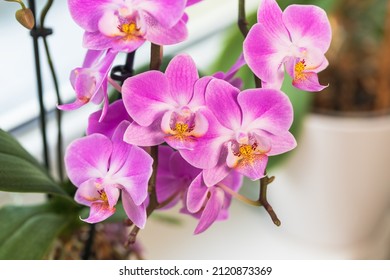 Indoor pink flower Orchid in a pot is on the windowsill by the window. - Powered by Shutterstock