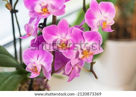 Indoor pink flower Orchid in a pot is on the windowsill by the window.