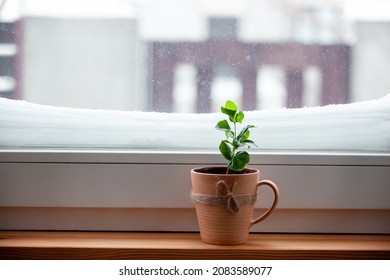 Indoor Plant In A Cup On A Snowy Window After A Heavy Snowfall