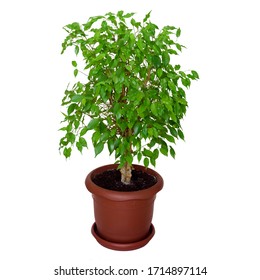 Indoor Plant Ficus In A Brown Pot.