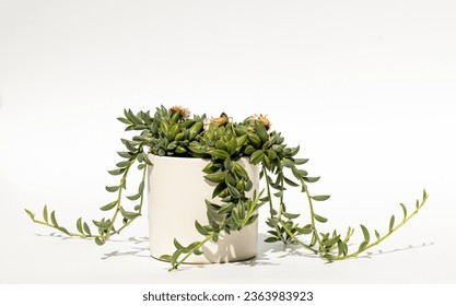Indoor plant in a flower pot, isolated on a white background. Curio radicans, or string of bananas, or fishhook senecio.