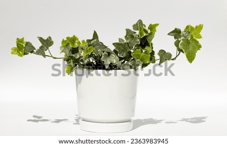 Indoor plant in a flower pot, isolated on a white background. Common ivy, English ivy, European ivy. Hedera helix