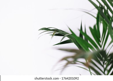 Indoor Plant In Front Of A White Wall. Background And Copy Space.