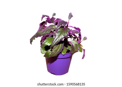 Indoor Plant Gynura With Violet Leaves (gynura Scandens)