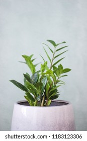 Indoor Plant Obsession