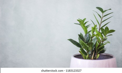 Indoor Plant Obsession