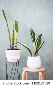 Indoor Plant Obsession