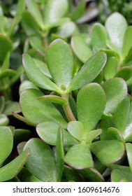 Indoor Plant Pigmyweeds (Crassula) In A Greenhouse.