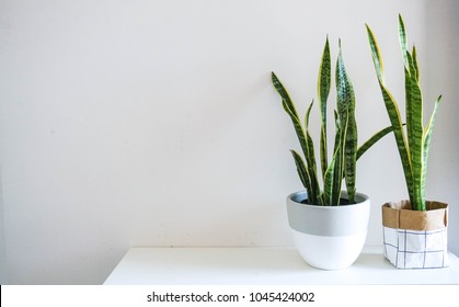 Indoor Plant - Snake Plant