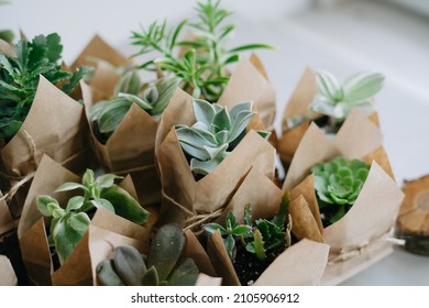 Indoor Plant Store. A Large Set Of Indoor Small Plants. Flower Shop. Succulents In An Eco Paper Bag. Eco Friendly Reusable Eco Bag And Succulents. Houseplants.