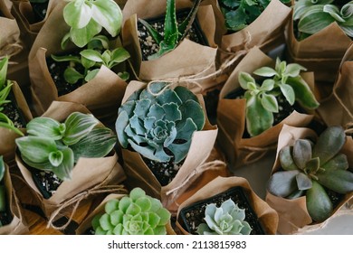 Indoor Plant Store. A Large Set Of Indoor Small Plants. Flower Shop. Succulents In An Eco Paper Bag. Eco Friendly Reusable Eco Bag And Succulents. Houseplants.