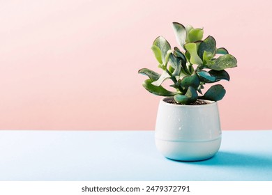 Indoor plant succulent plant in gray ceramic pot on blue and pink background with copy space. - Powered by Shutterstock