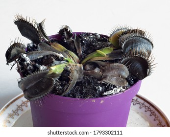 Indoor Plant Venus Fly Trap With Lot Of Dead Dried Black Leaves Close Up       