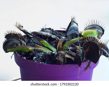 Indoor Plant Venus Fly Trap With Lot Of Dead Dried Black Leaves Close Up