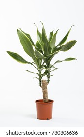Indoor Plant Yucca Elephantides