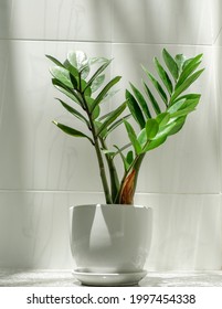 Indoor Plant. Zanzibar Gem, ZZ Plant (Zamioculcas Zamifolia). Small houseplant in a white pot with white wall background