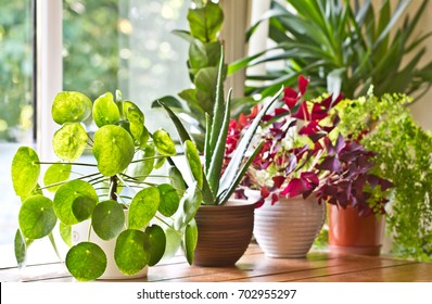 Indoor Plants Display. House Plants