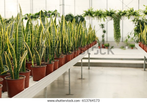 Indoor Plants Interior Decoration Greenhouse Stock Photo