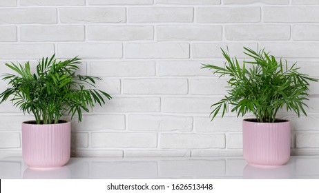 White Brick Wall Plants Hd Stock Images Shutterstock