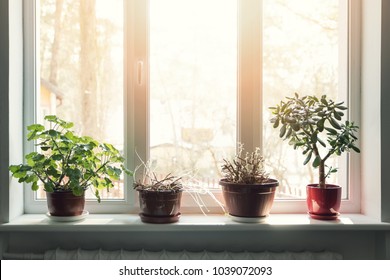 Indoor Plants In Pots On Sunny Window Sill 