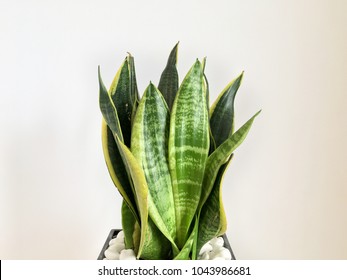 Indoor Plants. Sanseviera Or Snake Plant