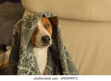 Indoor Portrait Of Basenji Dog Hiding Under Coverlet While Playing In Hide And Seek Game