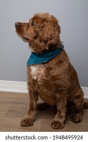 Indoor Portrait Of A Cocker Spaniel Dog. He Is Wearing A Blue Bandana.