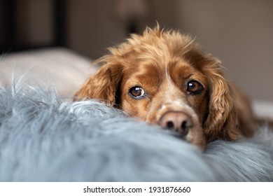 Indoor portrait of a cocker spaniel laying in bed with a furry pillow. - Powered by Shutterstock