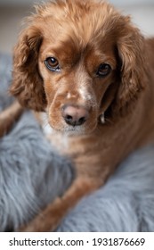 Indoor Portrait Of A Cocker Spaniel Laying In Bed With A Furry Pillow.